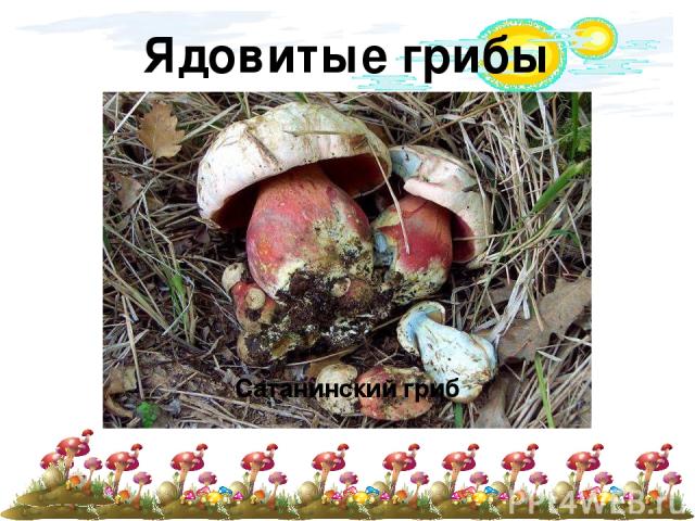 Ядовитые грибы Говорушка беловатая Боровик несъедобный Сатанинский гриб