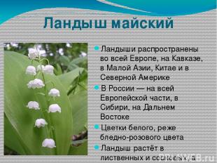 Ландыш майский Ландыши распространены во всей Европе, на Кавказе, в Малой Азии,