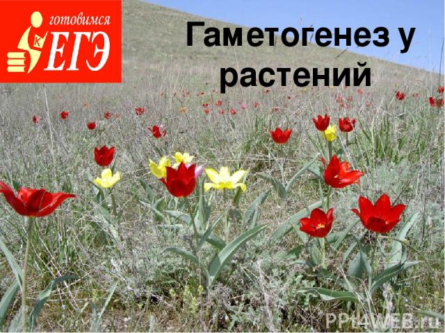 Гаметогенез у растений