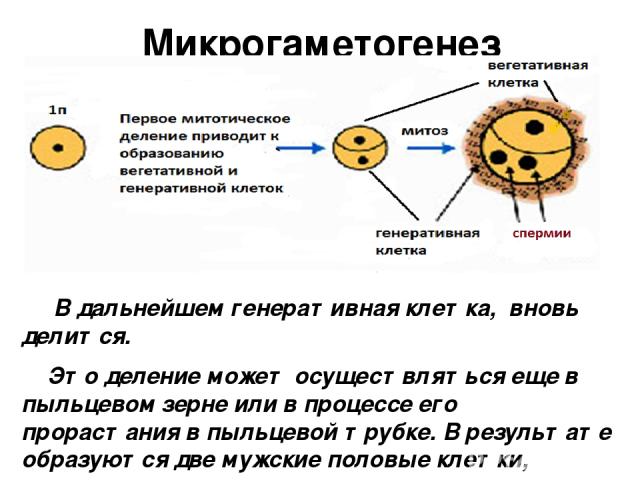 Образование генеративной и вегетативной клеток. Вегетативная и генеративная клетка пыльцевого зерна. Деление клеток пыльцевого зерна. Образование вегетативной и генеративной клеток пыльцевого зерна. Генеративная клетка пыльцевого зерна.