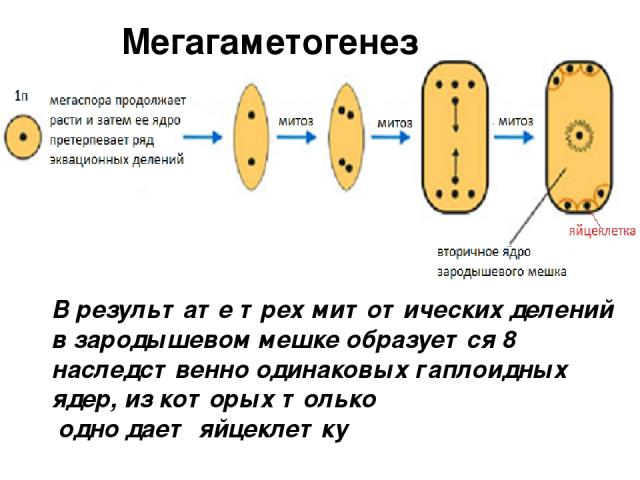 В результате трех митотических делений в зародышевом мешке образуется 8 наследственно одинаковых гаплоидных ядер, из которых только одно дает яйцеклетку Мегагаметогенез