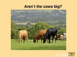 Aren’t the cows big?