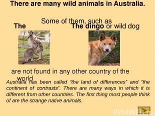 There are many wild animals in Australia. Some of them, such as The kangaroo are
