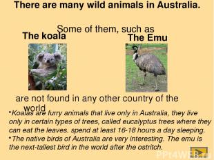 The Emu Koalas are furry animals that live only in Australia, they live only in