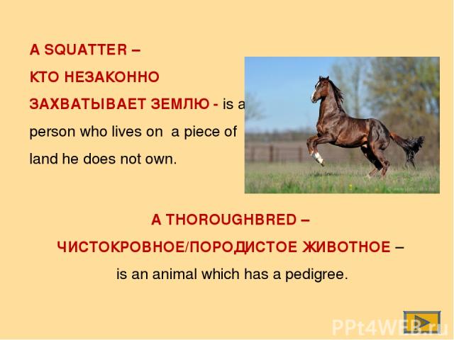 A SQUATTER – КТО НЕЗАКОННО ЗАХВАТЫВАЕТ ЗЕМЛЮ - is a person who lives on a piece of land he does not own. A THOROUGHBRED – ЧИСТОКРОВНОЕ/ПОРОДИСТОЕ ЖИВОТНОЕ – is an animal which has a pedigree.