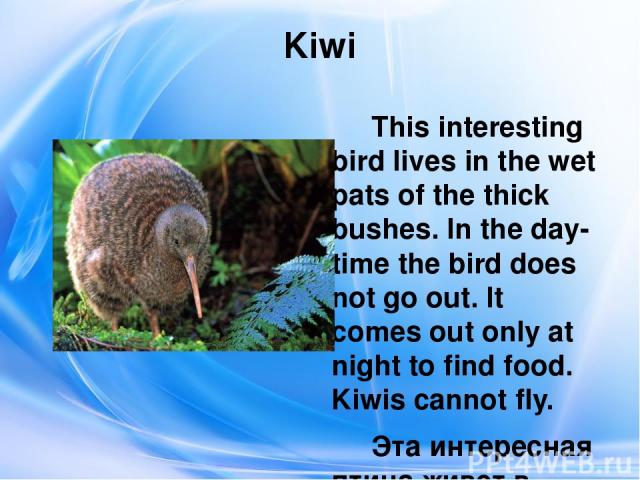 Kiwi This interesting bird lives in the wet pats of the thick bushes. In the day-time the bird does not go out. It comes out only at night to find food. Kiwis cannot fly. Эта интересная птица живет в мокрых густых кустах. В дневное время птица не вы…