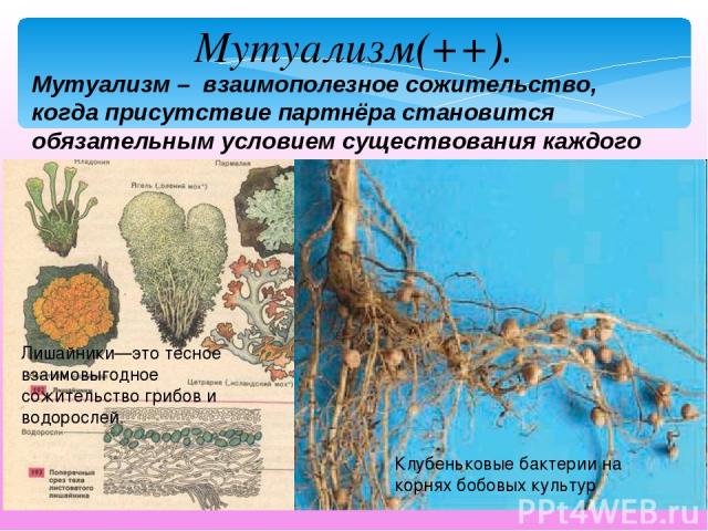 Мутуализм – взаимополезное сожительство, когда присутствие партнёра становится обязательным условием существования каждого из них. Мутуализм(++). Лишайники—это тесное взаимовыгодное сожительство грибов и водорослей. Клубеньковые бактерии на корнях б…