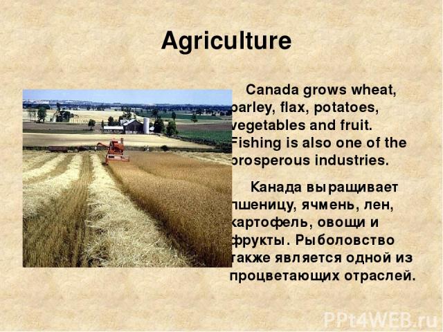 Agriculture Canada grows wheat, barley, flax, potatoes, vegetables and fruit. Fishing is also one of the prosperous industries. Канада выращивает пшеницу, ячмень, лен, картофель, овощи и фрукты. Рыболовство также является одной из процветающих отраслей.