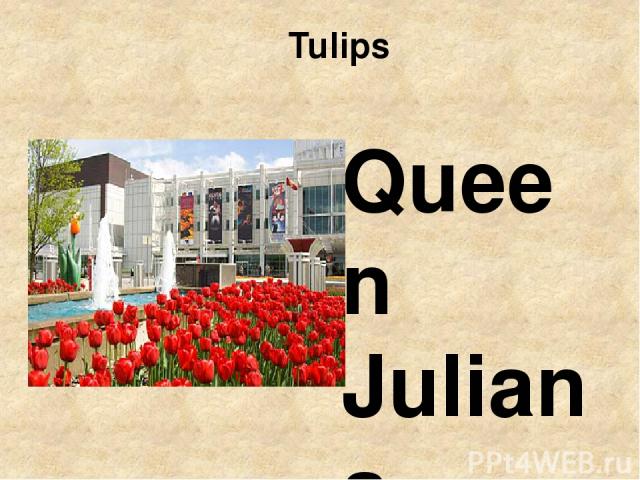 Tulips Queen Juliana started sending 15,000 tulips a year to Ottawa in 1946 as a way of thanking the Canadian people for the time she spent in Canada with her daughters during World War ll. Королева Юлиана начала посылать по 15.000 тюльпанов в год в…