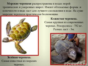 Морские черепахи распространены в водах морей тропических и умеренных широт. Име
