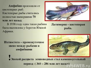 Амфибии произошли от кистеперых рыб. Кистеперые рыбы считались полностью вымерши
