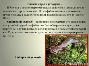 Саламандры и углозубы . В Якутии в вечной мерзлоте нашли углозуба и приняли его