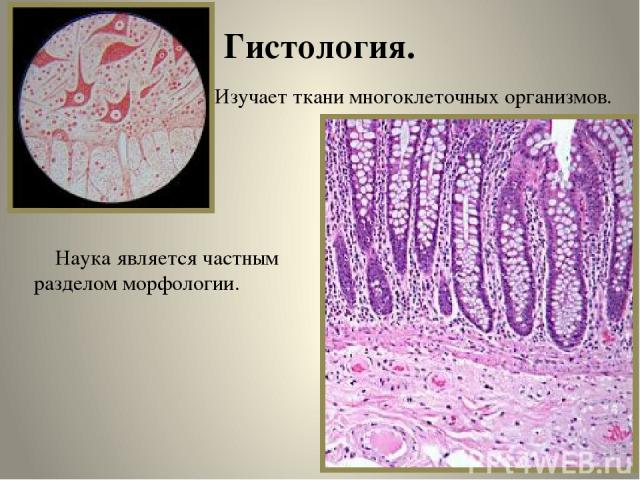 Гистология. Изучает ткани многоклеточных организмов. Наука является частным разделом морфологии.