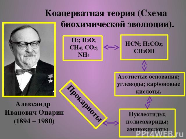Коацерватная теория (Схема биохимической эволюции). Н2; Н2О; СН4; СО2; NH4 HCN; H2CO3; CH3OH Азотистые основания; углеводы; карбоновые кислоты. Нуклеотиды; полисахариды; аминокислоты Прокариоты Александр Иванович Опарин (1894 – 1980)