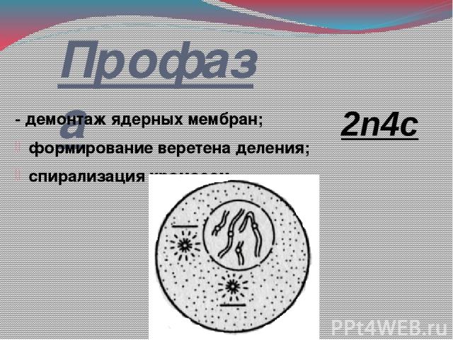 Профаза - демонтаж ядерных мембран; формирование веретена деления; спирализация хромосом 2n4c
