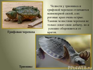 Грифовая черепаха Трионикс Челюсти у трионикса и грифовой черепахи отличаются не
