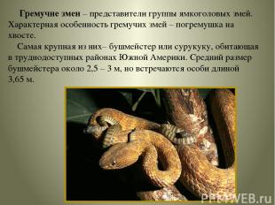 Гремучие змеи – представители группы ямкоголовых змей. Характерная особенность г