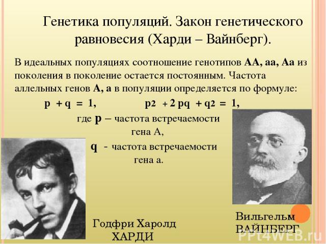 Генетика популяций. Закон генетического равновесия (Харди – Вайнберг). В идеальных популяциях соотношение генотипов АА, аа, Аа из поколения в поколение остается постоянным. Частота аллельных генов А, а в популяции определяется по формуле: p + q = 1,…