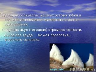 Огромное количество мощных острых зубов в пасти акулы помогает им хватать и рват