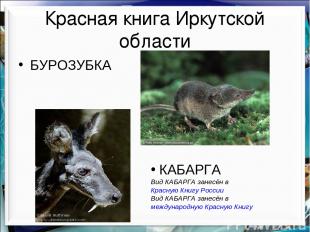 Красная книга Иркутской области БУРОЗУБКА КАБАРГА Вид КАБАРГА занесён в Красную