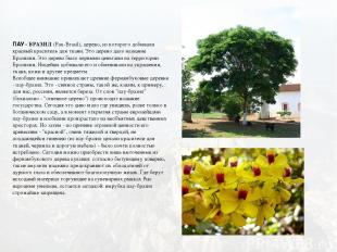 ПАУ - БРАЗИЛ (Pau-Brasil), дерево, из которого добывали красный краситель для тк