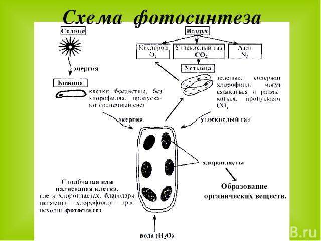 Схема фотосинтеза Образование органических веществ.