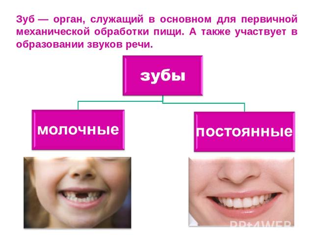 Зуб — орган, служащий в основном для первичной механической обработки пищи. А также участвует в образовании звуков речи.