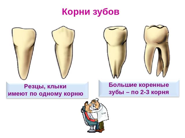 Корни зубов