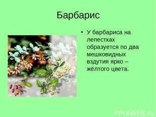 Барбарис У барбариса на лепестках образуется по два мешковидных вздутия ярко – ж