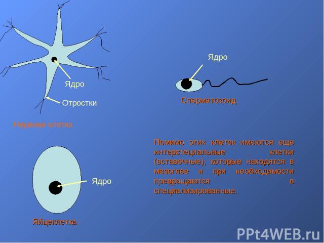 Ядро Отростки Нервная клетка Ядро Яйцеклетка Ядро Сперматозоид Помимо этих клеток имеются еще интерстециальные клетки (вставочные), которые находятся в мезоглее и при необходимости превращаются в специализированные.
