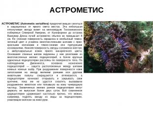 АСТРОМЕТИС АСТРОМЕТИС (Astrometis sertulifera) предпочитающая селиться в защищен