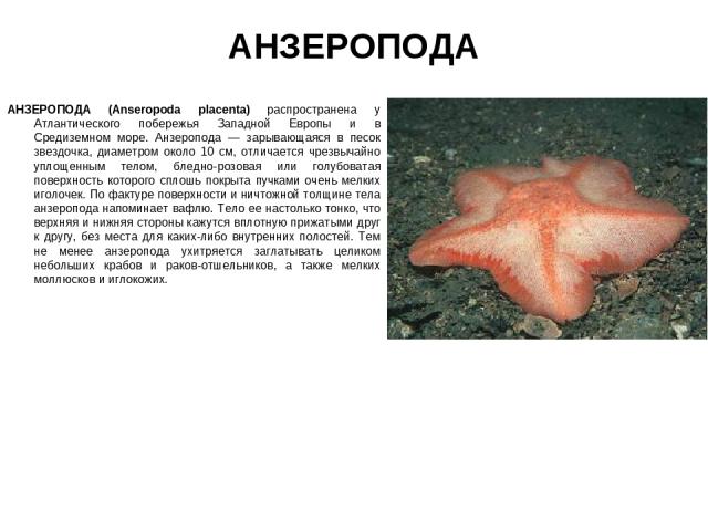 АНЗЕРОПОДА АНЗЕРОПОДА (Anseropoda placenta) распространена у Атлантического побережья Западной Европы и в Средиземном море. Анзеропода — зарывающаяся в песок звездочка, диаметром около 10 см, отличается чрезвычайно уплощенным телом, бледно-розовая и…