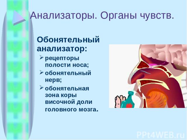 Анализаторы. Органы чувств. Обонятельный анализатор: рецепторы полости носа; обонятельный нерв; обонятельная зона коры височной доли головного мозга.