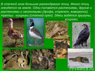 В степной зоне большое разнообразие птиц. Много птиц гнездятся на земле. Одни пи