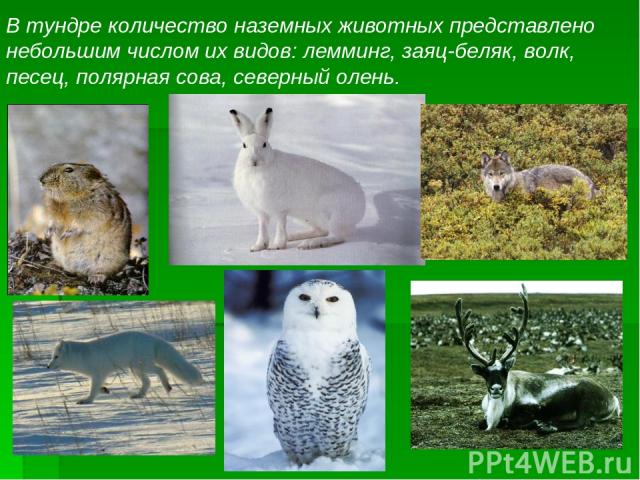В тундре количество наземных животных представлено небольшим числом их видов: лемминг, заяц-беляк, волк, песец, полярная сова, северный олень.
