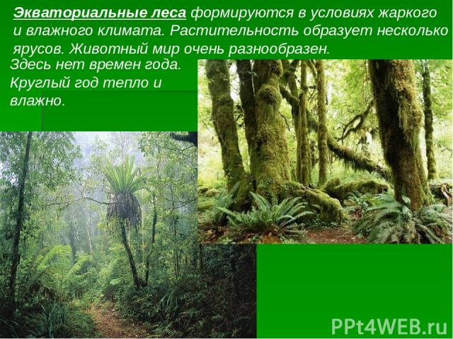 Экваториальные леса формируются в условиях жаркого и влажного климата. Растительность образует несколько ярусов. Животный мир очень разнообразен. Здесь нет времен года. Круглый год тепло и влажно.