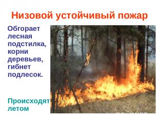 Низовой устойчивый пожар Обгорает лесная подстилка, корни деревьев, гибнет подле