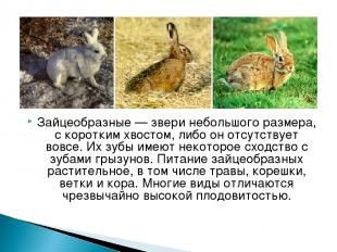 Зайцеобразные — звери небольшого размера, с коротким хвостом, либо он отсутствуе