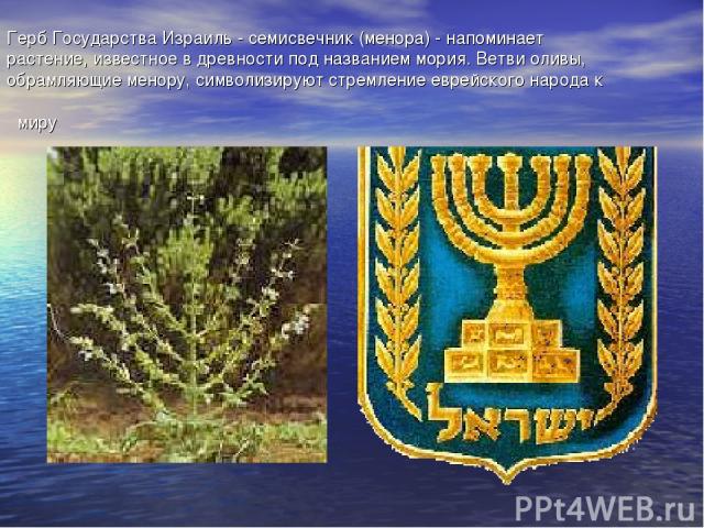 Герб Государства Израиль - семисвечник (менора) - напоминает растение, известное в древности под названием мория. Ветви оливы, обрамляющие менору, символизируют стремление еврейского народа к миру