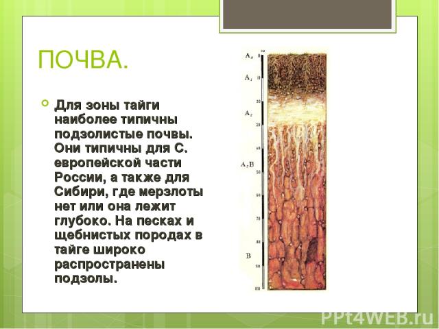 ПОЧВА. Для зоны тайги наиболее типичны подзолистые почвы. Они типичны для С. европейской части России, а также для Сибири, где мерзлоты нет или она лежит глубоко. На песках и щебнистых породах в тайге широко распространены подзолы.