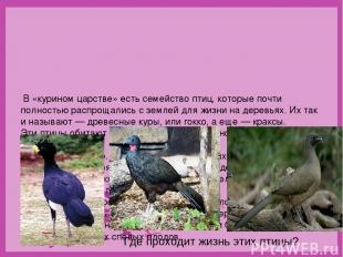 В «курином царстве» есть семейство птиц, которые почти полностью распрощались с