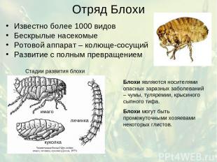 Отряд Блохи Известно более 1000 видов Бескрылые насекомые Ротовой аппарат – колю