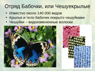 Отряд Бабочки, или Чешуекрылые Известно около 140 000 видов Крылья и тело бабоче