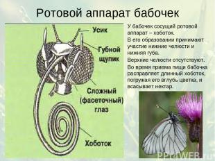 Ротовой аппарат бабочек У бабочек сосущий ротовой аппарат – хоботок. В его образ