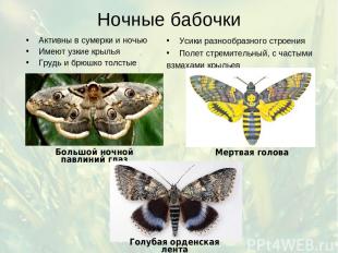Ночные бабочки Активны в сумерки и ночью Имеют узкие крылья Грудь и брюшко толст