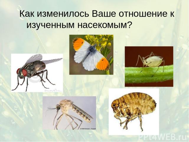 Как изменилось Ваше отношение к изученным насекомым?