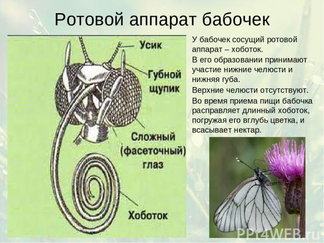 Ротовой аппарат бабочек У бабочек сосущий ротовой аппарат – хоботок. В его образовании принимают участие нижние челюсти и нижняя губа. Верхние челюсти отсутствуют. Во время приема пищи бабочка расправляет длинный хоботок, погружая его вглубь цветка,…