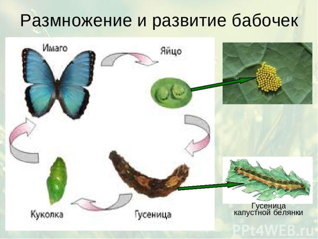 Размножение и развитие бабочек