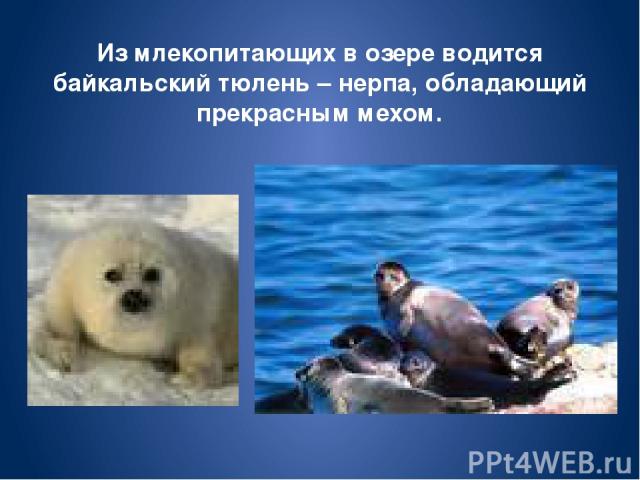 Из млекопитающих в озере водится байкальский тюлень – нерпа, обладающий прекрасным мехом.