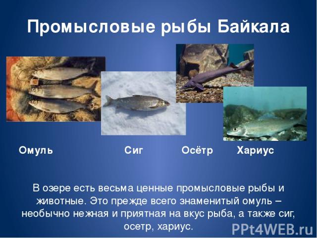 Промысловые рыбы Байкала Омуль Сиг Осётр Хариус В озере есть весьма ценные промысловые рыбы и животные. Это прежде всего знаменитый омуль – необычно нежная и приятная на вкус рыба, а также сиг, осетр, хариус.